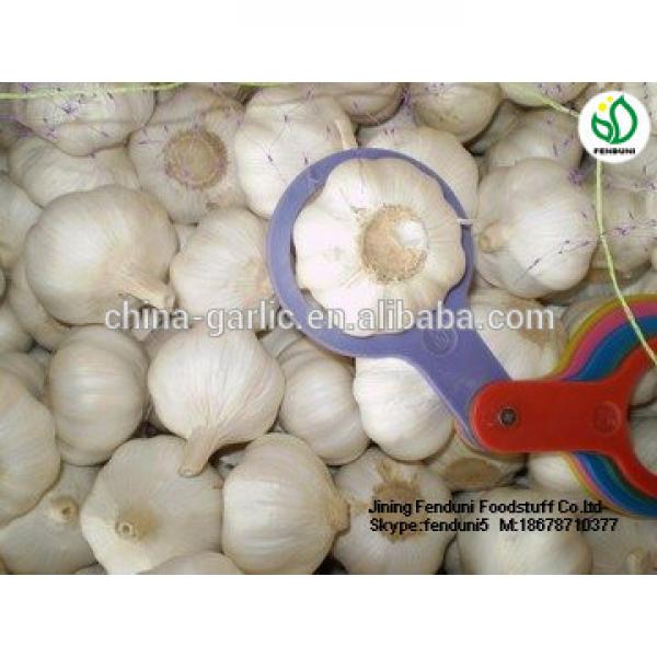 China garlic price/Natual Jinxiang garlic/ Garlic exporters china #5 image