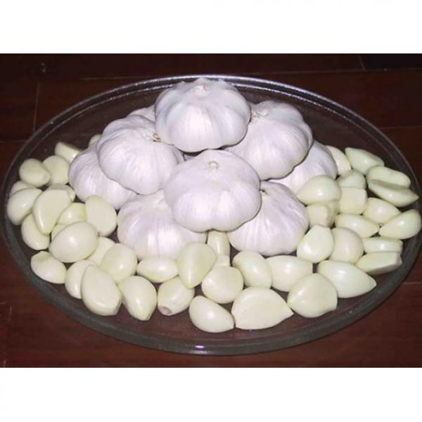 wholesale alibaba normal white garlic price black garlic #6 image