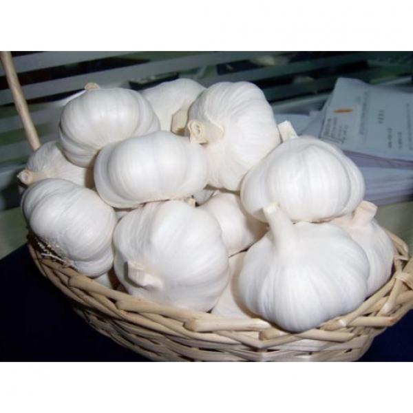 alibaba China normal white garlic price #6 image