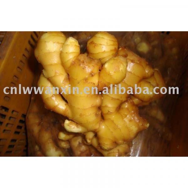 chinese fresh ginger #1 image