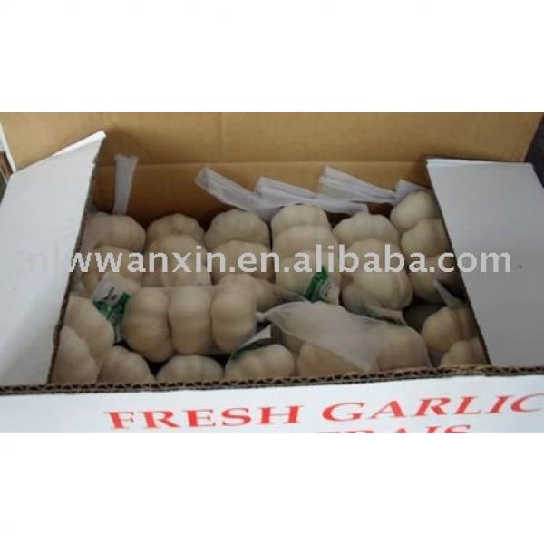 chinese new Fresh garlic #1 image