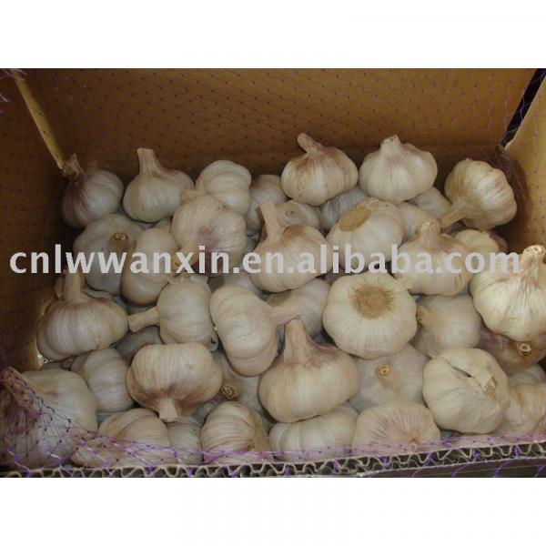 supply fresh garlic origin from china #1 image