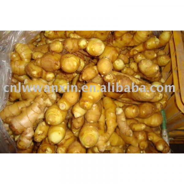 2010 crop fresh ginger #1 image