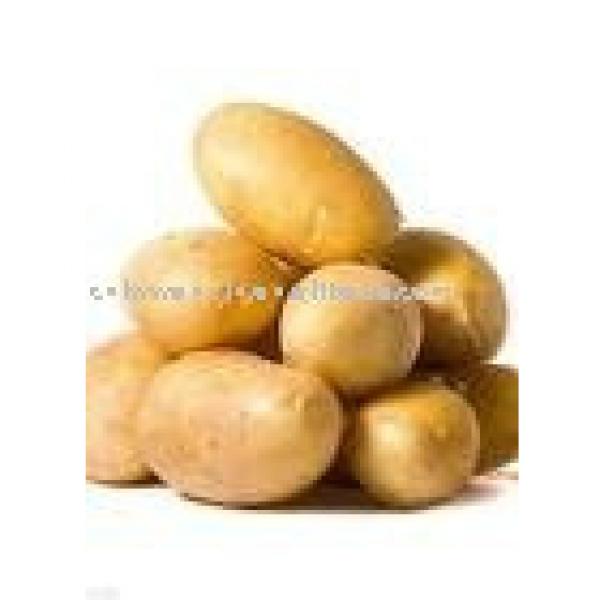 fresh potato #1 image