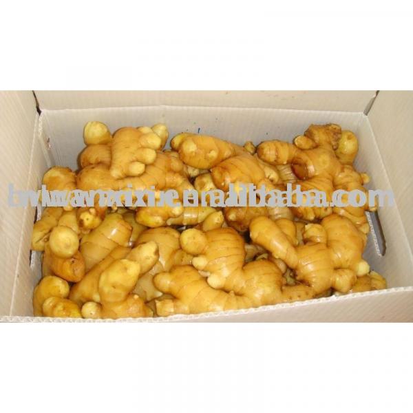 ginger 10kg pvc carton #1 image