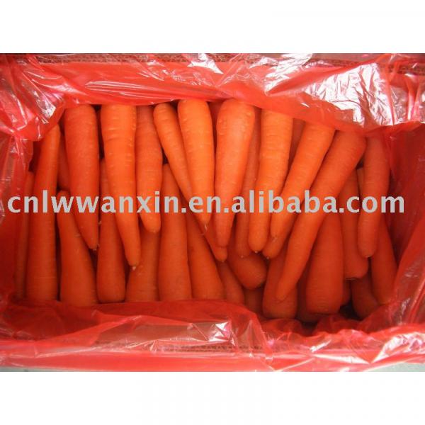 carrot #1 image