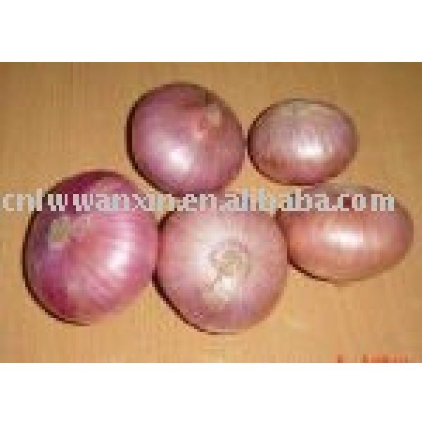 onion #1 image