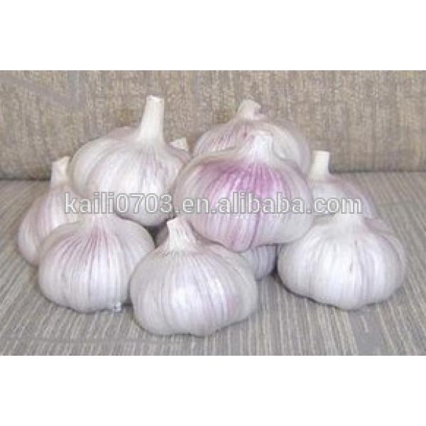 Natural Fresh white garlic wholesales #1 image