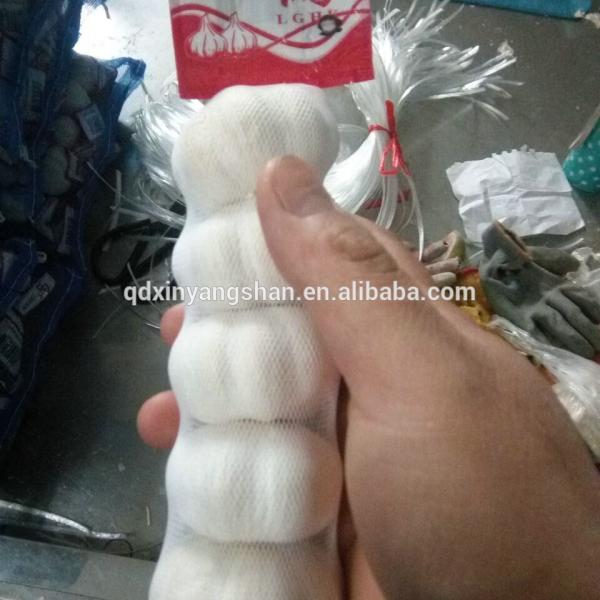 Fresh Garlic Packing In Mesh Bag For Sale In A Wholesale Price #6 image
