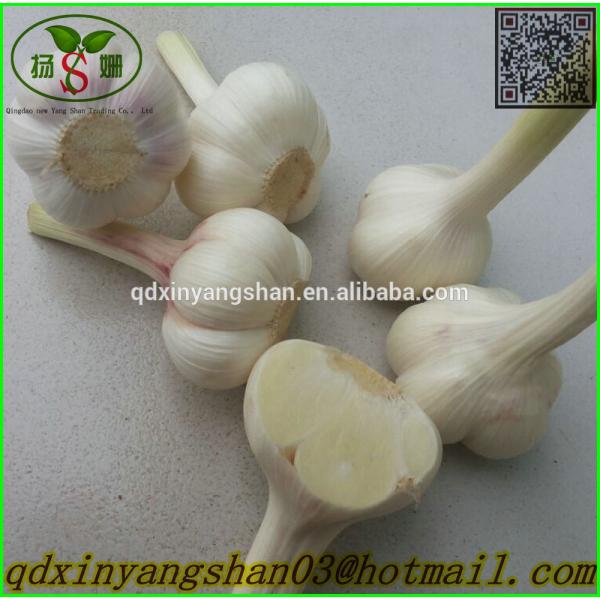 Professional Garlic Exporter In China Wholesale Chinese Garlic Packing In 10KG Boxes #6 image
