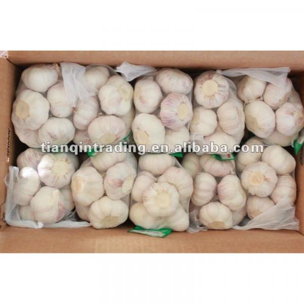 2017 best sell garlic from China #1 image