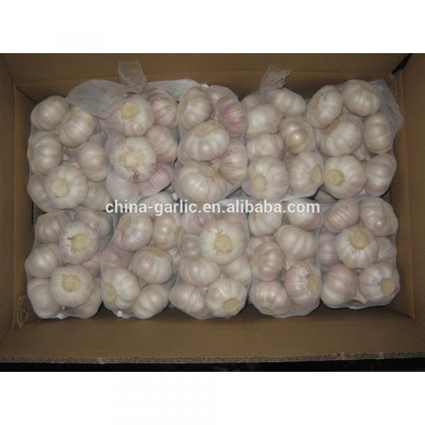 2017 new crop cold storage china fresh garlic #2 image