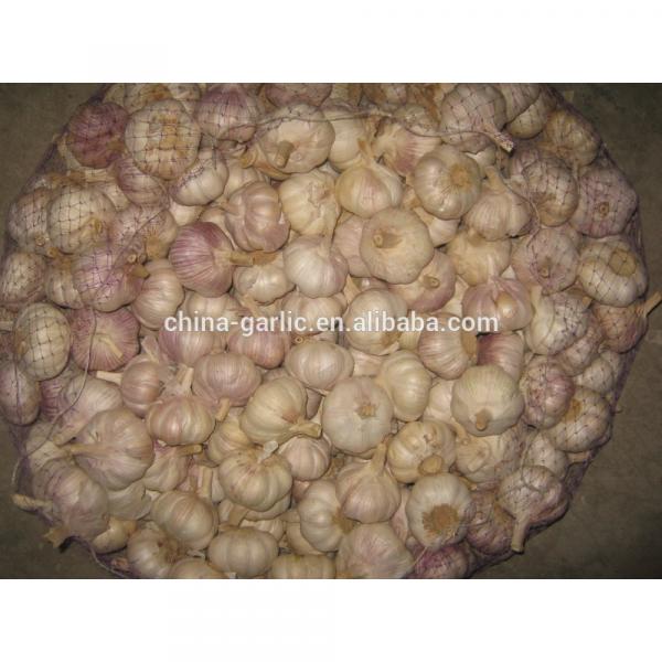 2017 new crop cold storage china fresh garlic #5 image