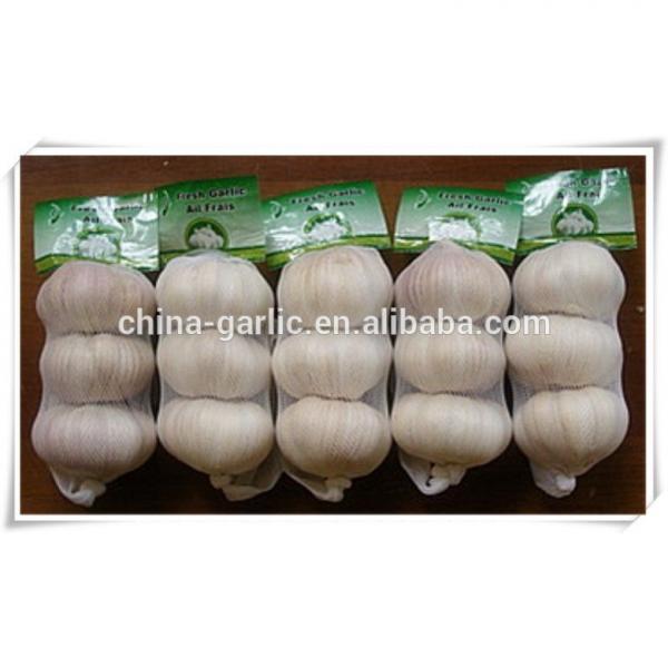 Chinese Fresh Elephant Garlic Import Price #1 image