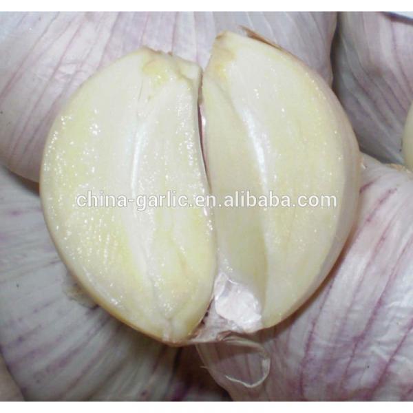 Chinese Fresh Elephant Garlic Import Price #2 image