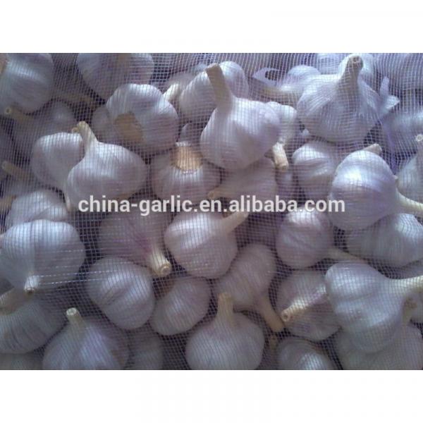 2017 new garlic in usa with best price garlic health benefits #2 image
