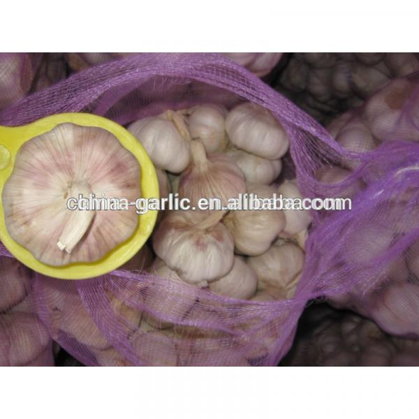 2017 new garlic in usa with best price garlic health benefits #3 image