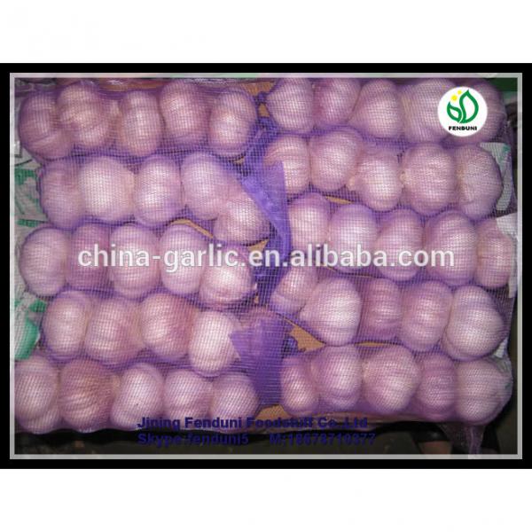 Farm china cheap garlic exporter shandong garlic with great price #4 image