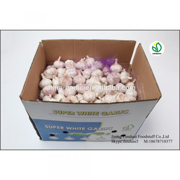 Farm china cheap garlic exporter shandong garlic with great price #5 image