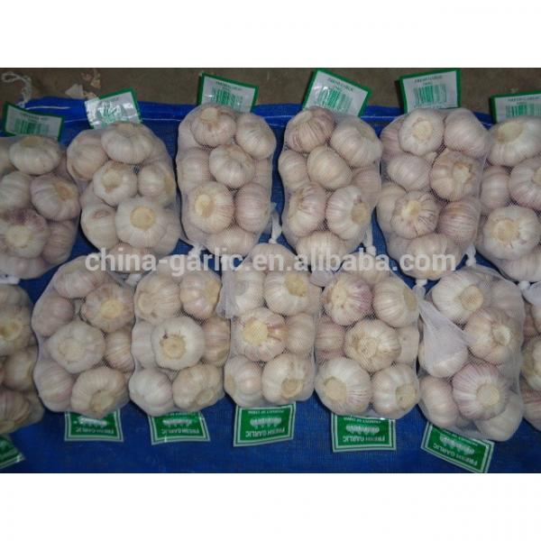 Supply China Garlic New Season 2017 Crop - cheap price #1 image