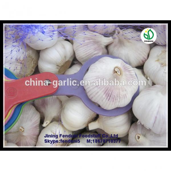 chinese supplier 50mm+ Fresh Garlic to global market #2 image