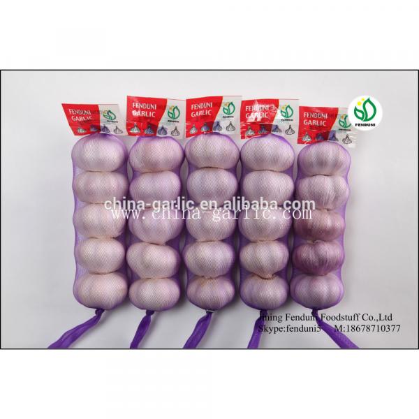 hot sale high quality garlic seed price #1 image