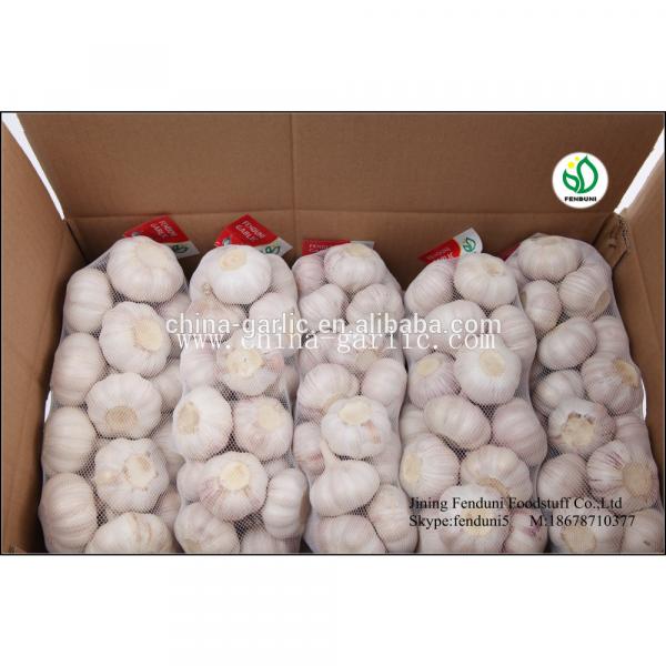 hot sale high quality garlic seed price #4 image