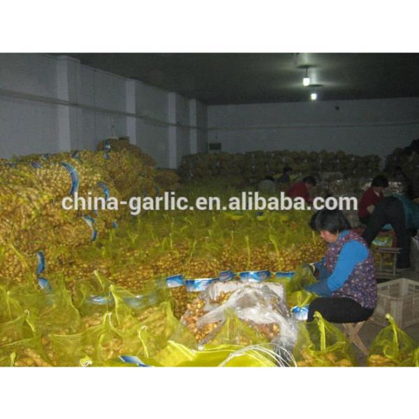 hot sale high quality garlic seed price #5 image