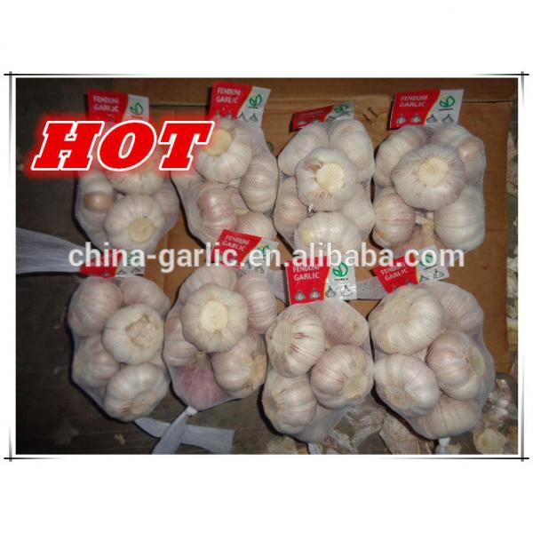 Size 45mm 50mm 55mm 60mm fresh garlic factory directly supply #1 image