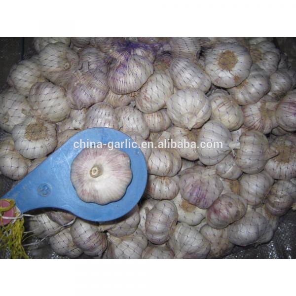 Size 45mm 50mm 55mm 60mm fresh garlic factory directly supply #2 image
