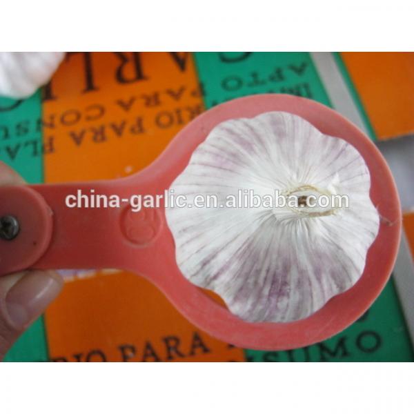 Size 45mm 50mm 55mm 60mm fresh garlic factory directly supply #3 image