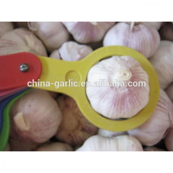 Size 45mm 50mm 55mm 60mm fresh garlic factory directly supply #4 image