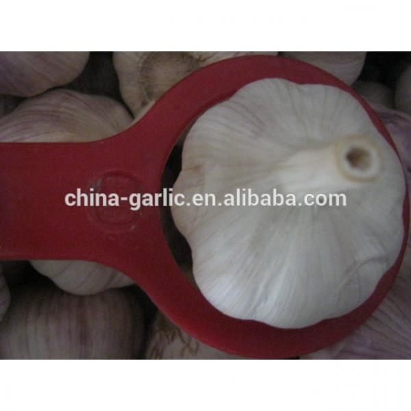 Size 45mm 50mm 55mm 60mm fresh garlic factory directly supply #5 image