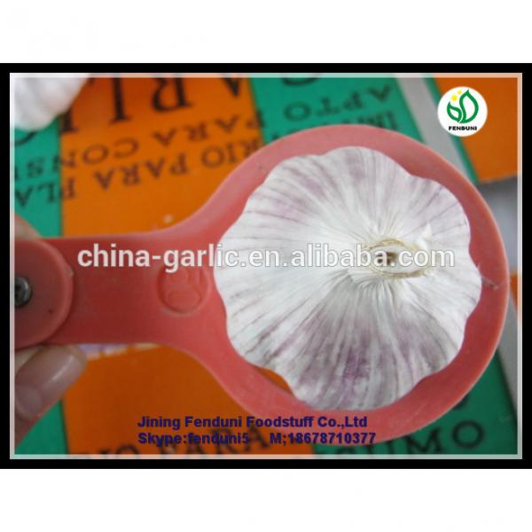 chinese supplier 50mm+ Fresh Garlic to global market #1 image