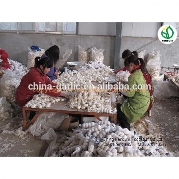 chinese supplier 50mm+ Fresh Garlic to global market #4 image