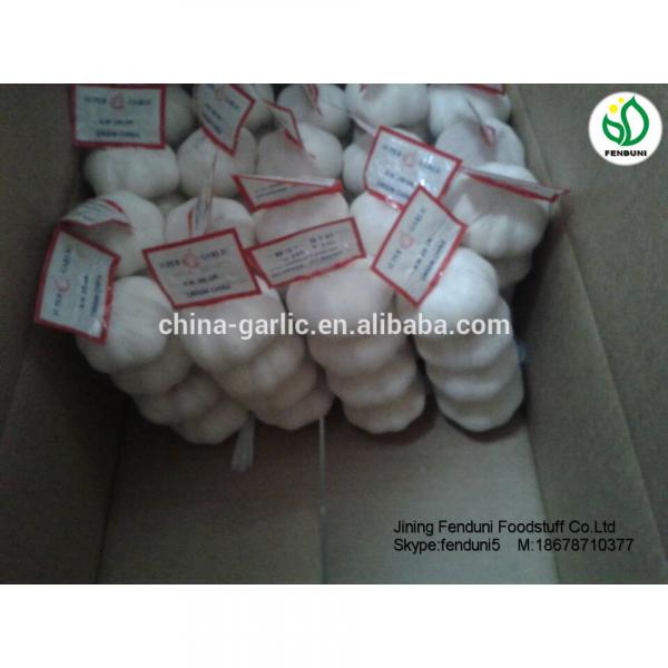 chinese supplier 50mm+ Fresh Garlic to global market #5 image