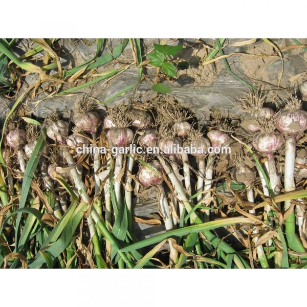 2017 Natural garlic 50mm with high quality and best price #1 image