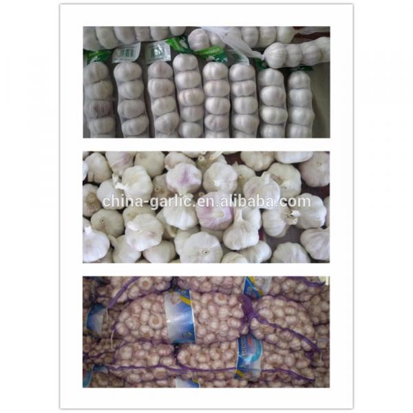 2017 Natural garlic 50mm with high quality and best price #2 image