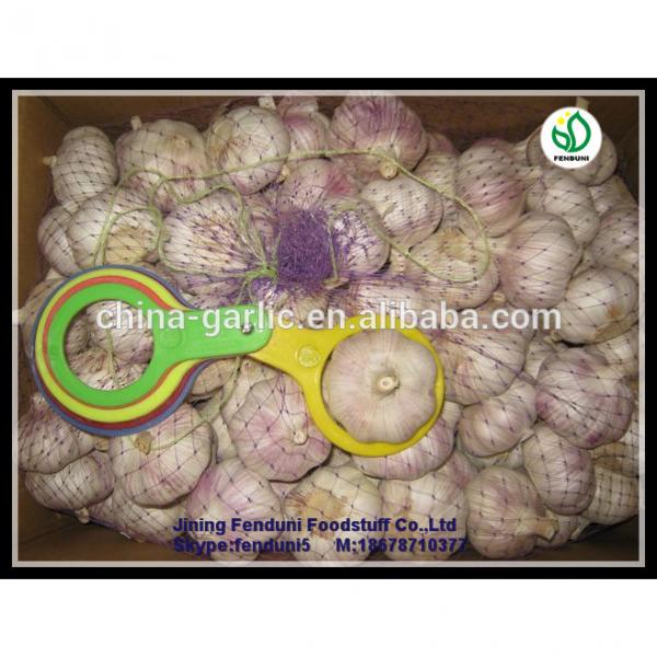 Bulk pure white fresh garlic price for sale #3 image