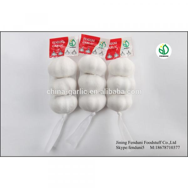 fresh chinese 3p pure white garlic in hot sale new crop 2017 #1 image