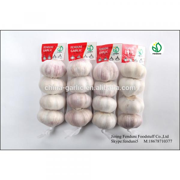 China White Fresh Garlic Small Packaging 6p/5p/4p/3p/2p/1p garlic #4 image