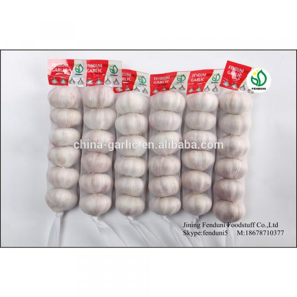 Pure White Garlic From China With 2p;3p;4p;5p;7p 9kg/carton 10kg/carton 20kg/carton #5 image