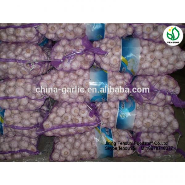 2017 new crop China cheap garlic for wholesale #6 image