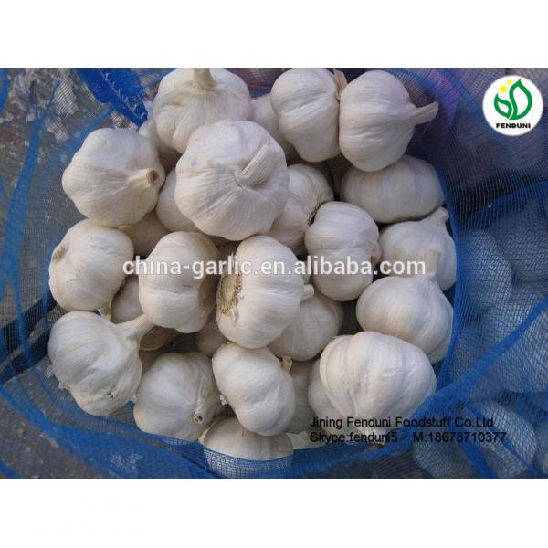 China garlic price/Natual Jinxiang garlic/ Garlic exporters china #4 image