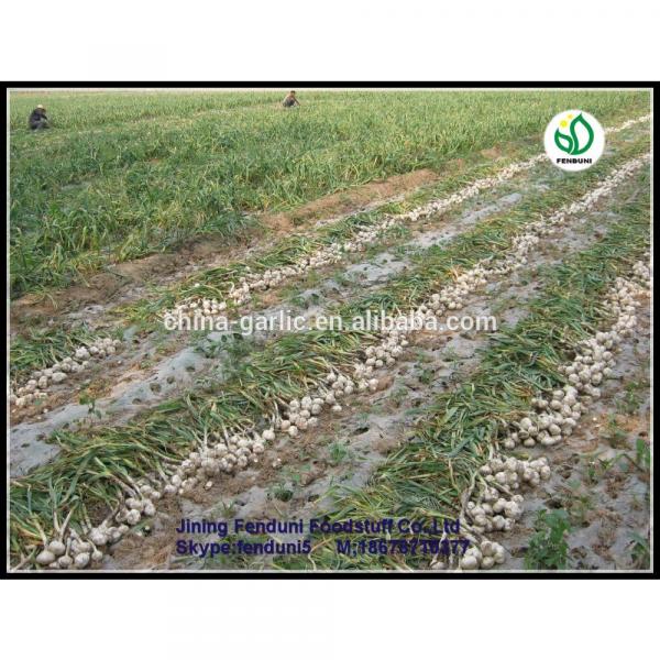 Factory supply high quality fresh Garlic for sale #4 image