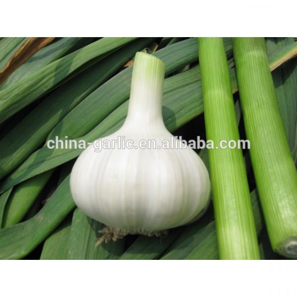 Common Cultivation Liliaceous Vegetables 2017 fresh garlic #1 image