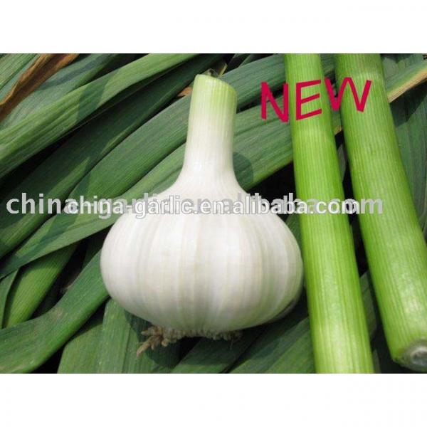 Factory supply high quality fresh Garlic for sale #2 image