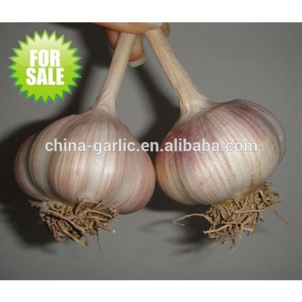 Factory supply high quality fresh Garlic for sale #3 image
