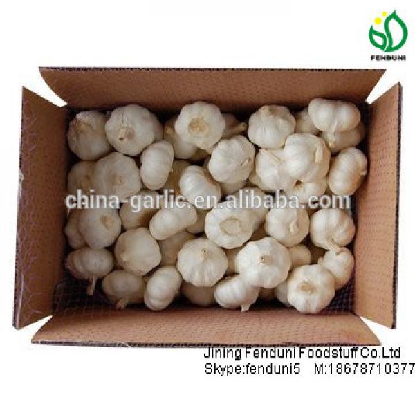 China garlic price/Natual Jinxiang garlic/ Garlic exporters china #6 image