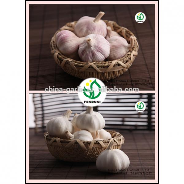 2017 new crop China cheap garlic for wholesale #1 image